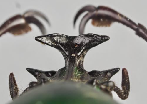 Dicronorhina micans